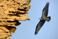 Ibis skalni - Geronticus eremita - Waldrapp - Bald Ibis 5907